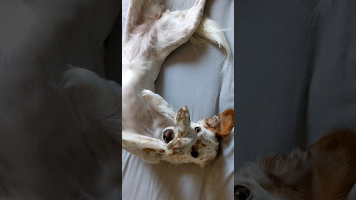 【ショート19】わんこのたまらない仕草 #犬のいる暮らし #犬 #dog
