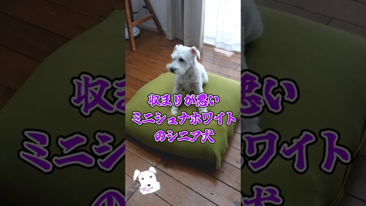 収まりが悪いミニシュナホワイトのシニア犬 #shorts #ミニチュアシュナウザー #ミニシュナ #白シュナ #シニア犬 #miniatureschnauzer