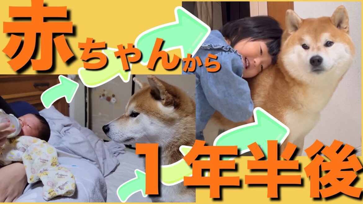 柴犬兄妹がいて、赤ちゃんを授かった夫婦。１年半後、当然こう育った