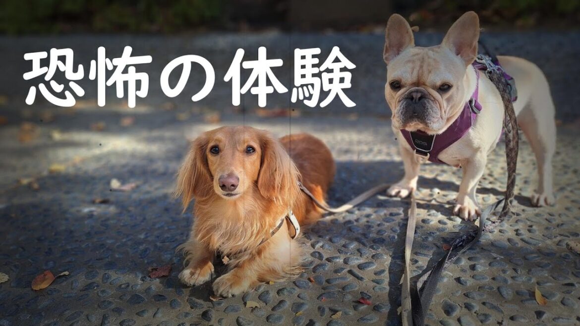 【ミニチュアダックスフンド恐怖の体験】怖かったです★１９０回目★