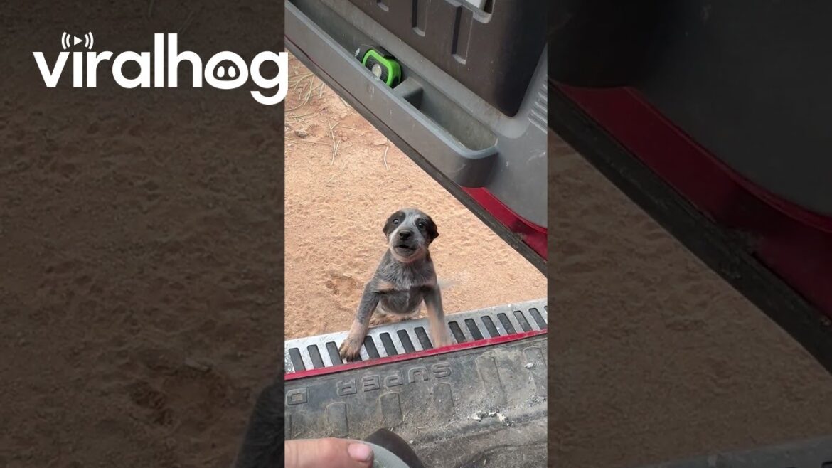 Puppy's First Time Jumping Into Truck || ViralHog