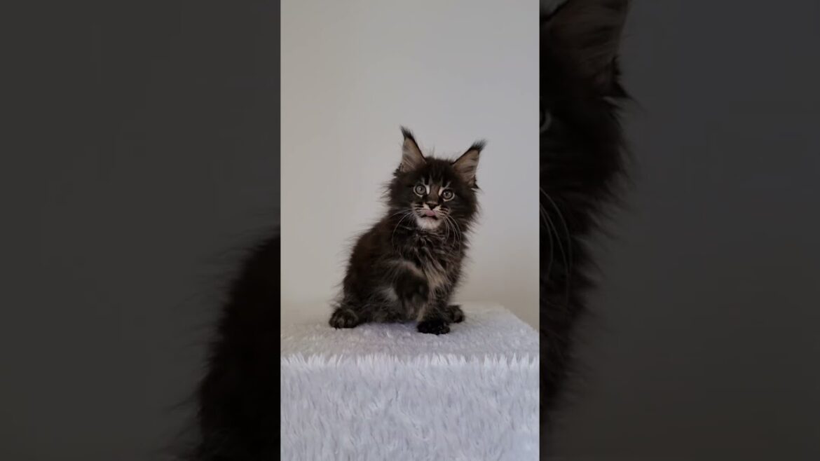 Daffi Black Blotched Tabby Maine Coon Female Kitten Available Now | Purebred Kitties