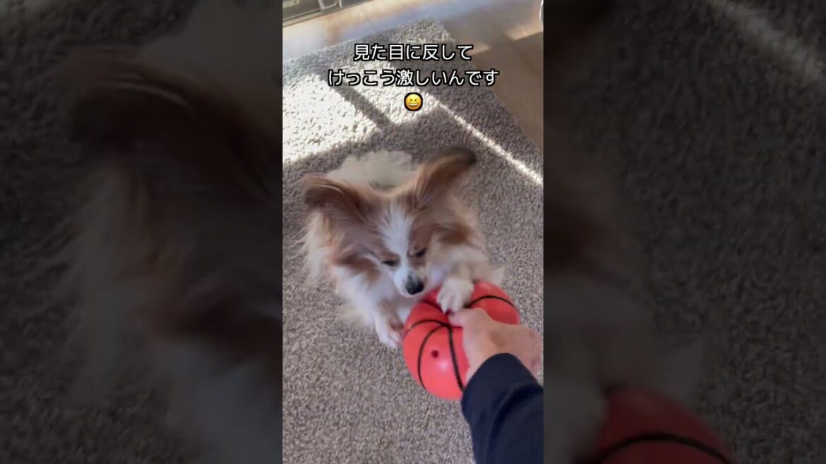 お上品な見た目の割に実は激しいパピヨン #shorts