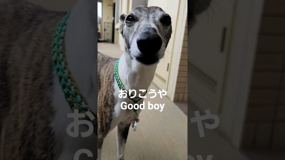 今日も今日とてお見送りおじさん。ウィペットのカイトちゃん。ありがとう。 Whippet Dog KAITO Seeing Off Today FUKUOKA JAPAN.