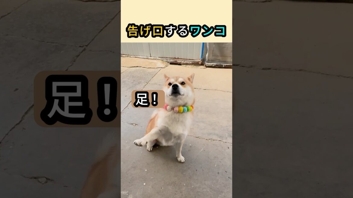 告げ口するワンコ  #柴犬 #かわいい動物