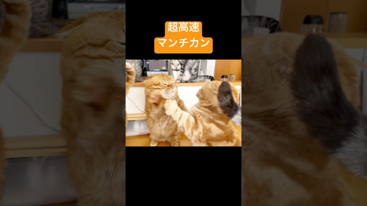 超高速マンチカンパーンチ！ #猫 #マンチカン #shorts