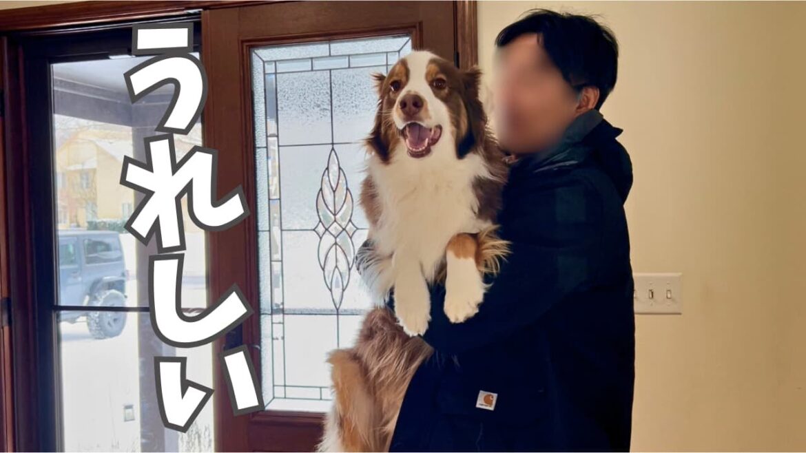 大好きなお父さんと2週間ぶりの再会 喜びすぎて感情を見失う犬｜しつこくしすぎて愛犬に叱られるお父さん笑｜オーストラリアンシェパード