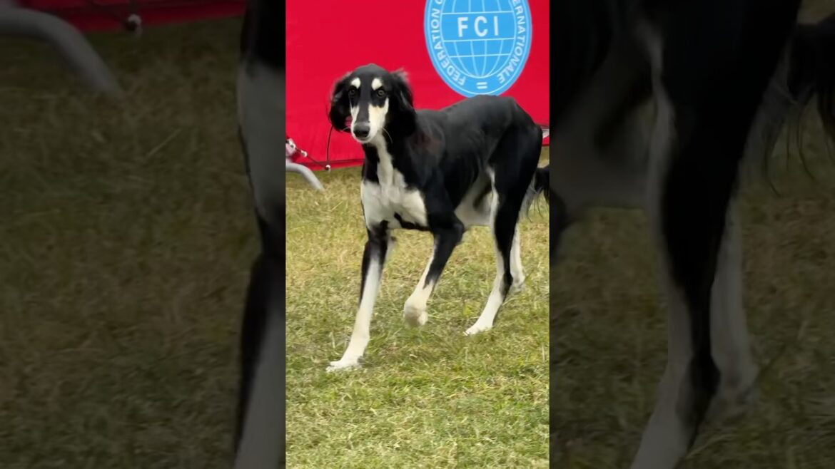 Second Best of the Show - Saluki - FujairahInternational Dog Show #dogLover
