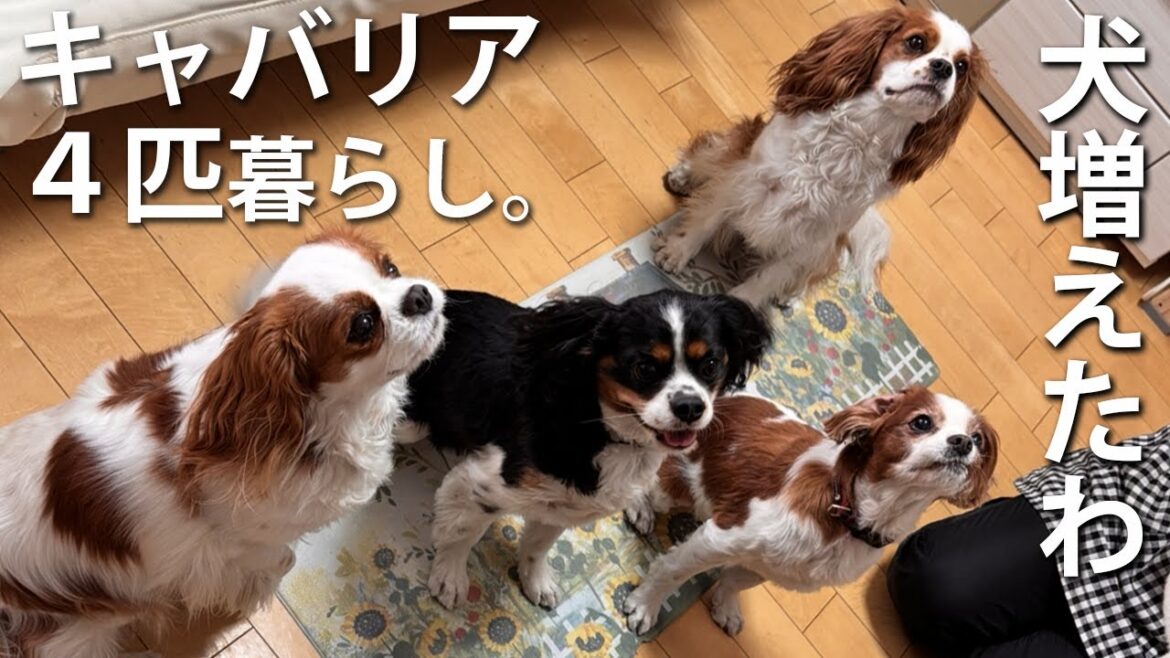 人生の幸福度が爆上がりしたキャバリア犬４匹との暮らし