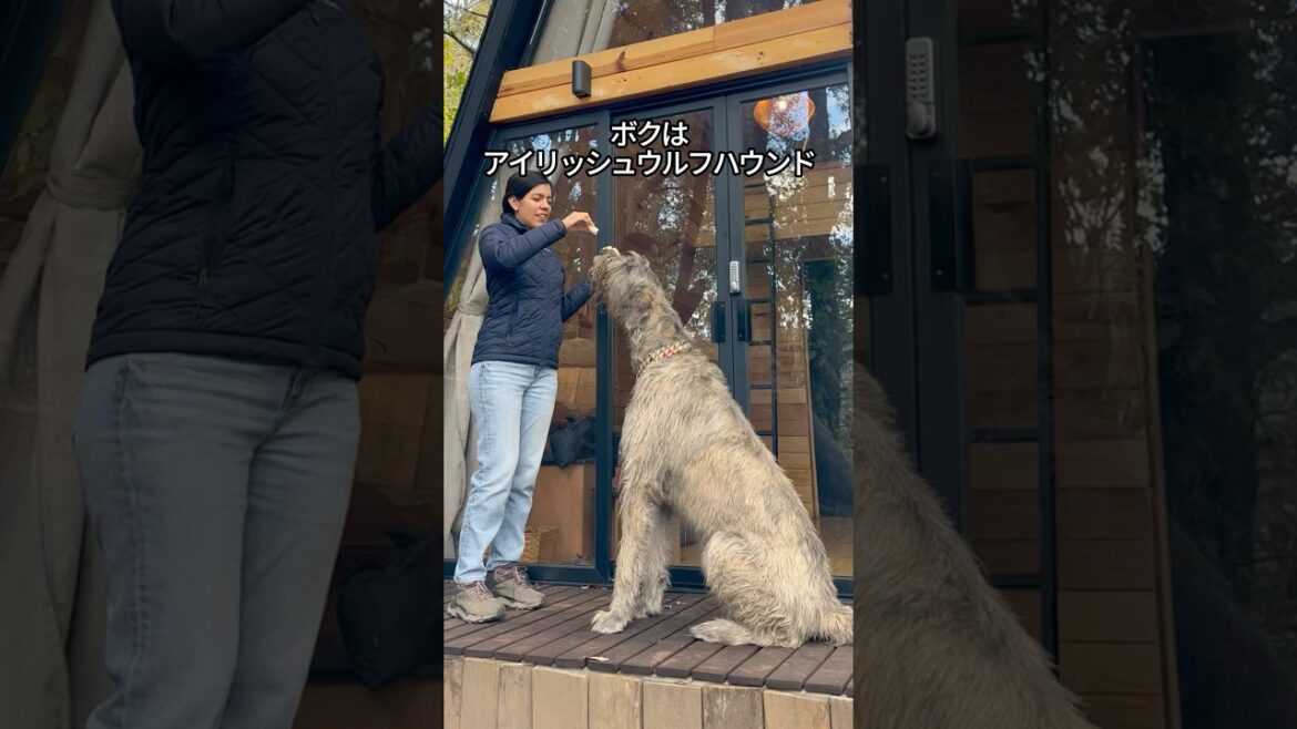 【狼狩り犬】アイリッシュウルフハウンドの魅力がわかる1分解説