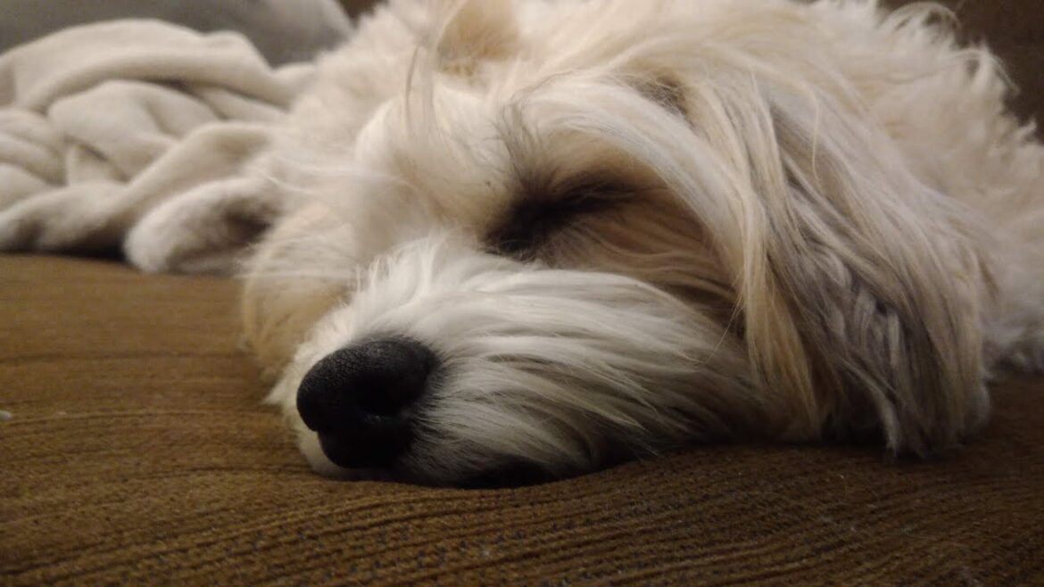 ~part3~花見をするチャイクレのウィルちゃん。 ~part3~花見をするチャイクレのウィルちゃん。