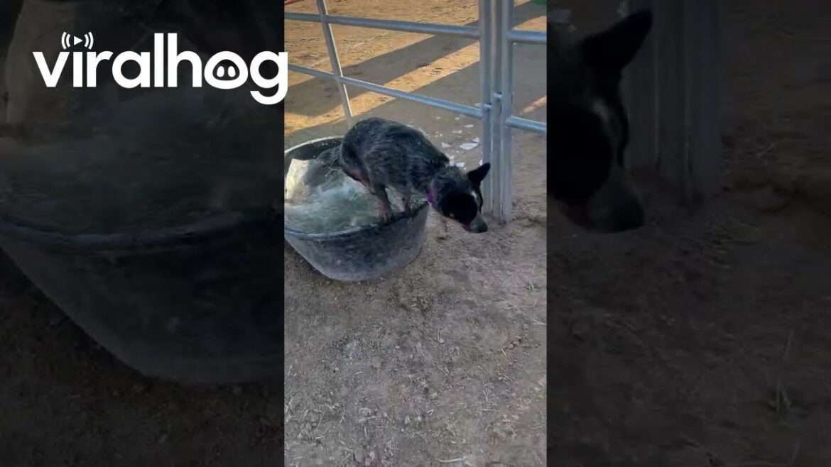 Bucket Ice Breaks Under Blue Heeler Weight || ViralHog Bucket Ice Breaks Under Blue Heeler Weight || ViralHog