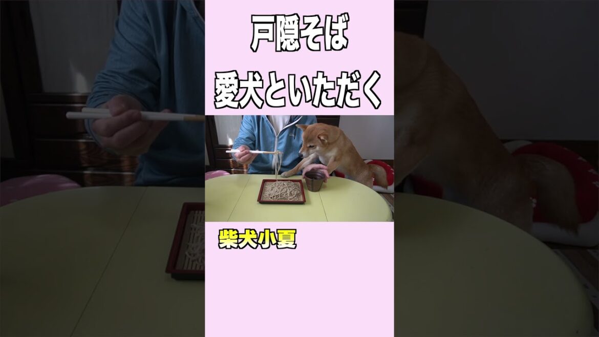 戸隠そば 愛犬といただく #柴犬 #神戸 戸隠そば 愛犬といただく #柴犬 #神戸