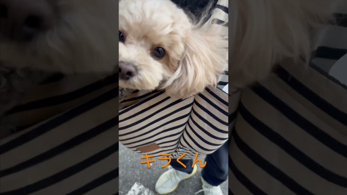 街で見つけた「 カワイイ ❤︎」トイプードル の キラ くん ＆ ティーカッププードル の テツ くん #shorts #kawaii #poodle