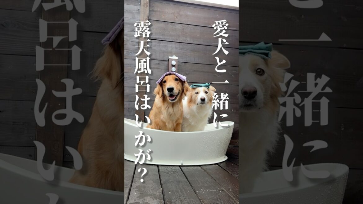 愛犬と一緒に露天風呂?那須高原に新しくできたハミルズフォレストに行ってみた!#ボーダーコリー #hamirusforest 愛犬と一緒に露天風呂?那須高原に新しくできたハミルズフォレストに行ってみた!#ボーダーコリー #hamirusforest