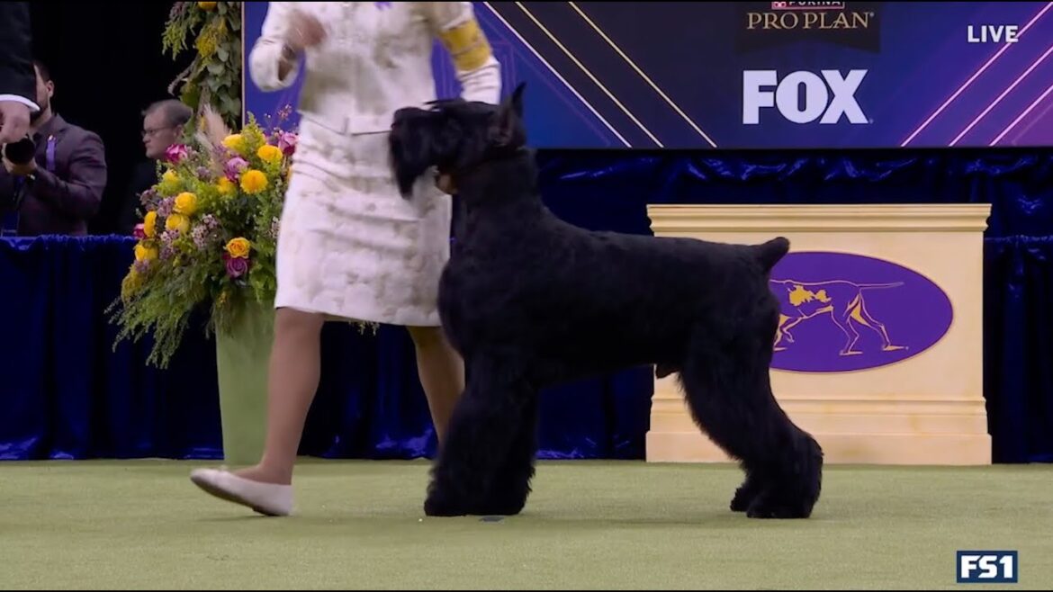 Monty the Giant Schnauzer wins WKC Working Group 2025