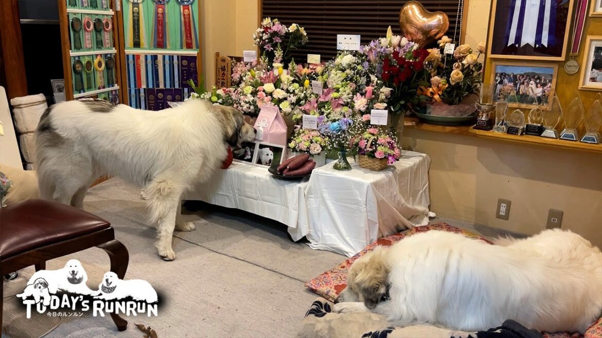 たくさんのお花に囲まれて幸せ者のルンルンです　Great Pyrenees　グレートピレニーズ