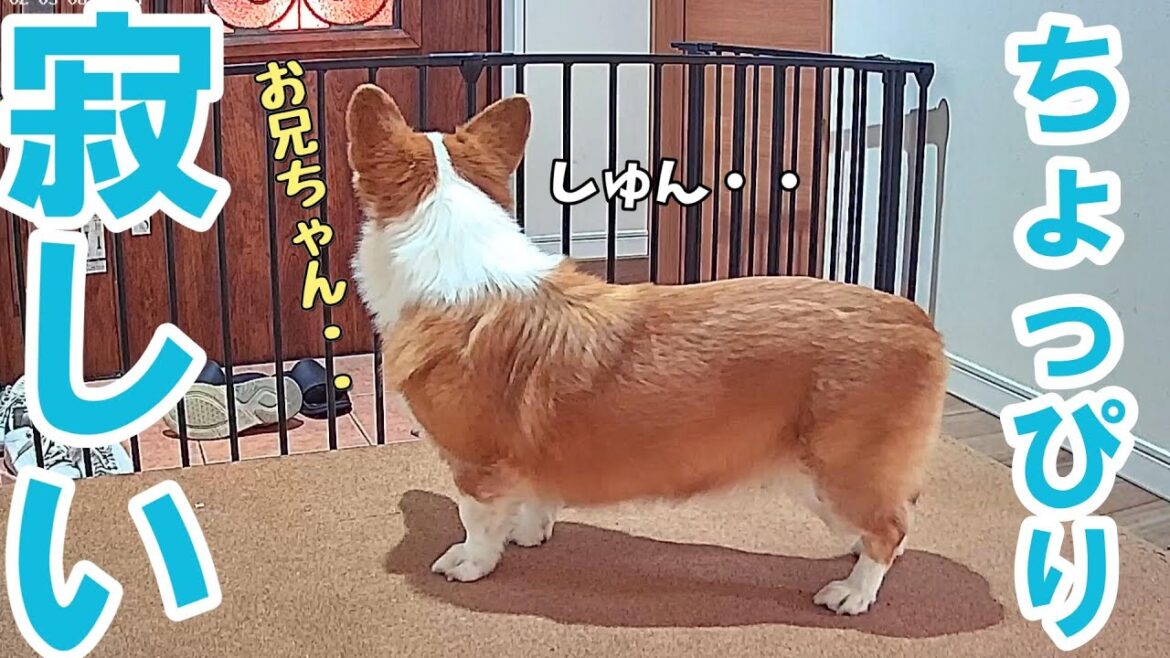 一人暮らしの長男がアパートへ帰った後はちょっぴり寂しくなるコーギー犬 一人暮らしの長男がアパートへ帰った後はちょっぴり寂しくなるコーギー犬