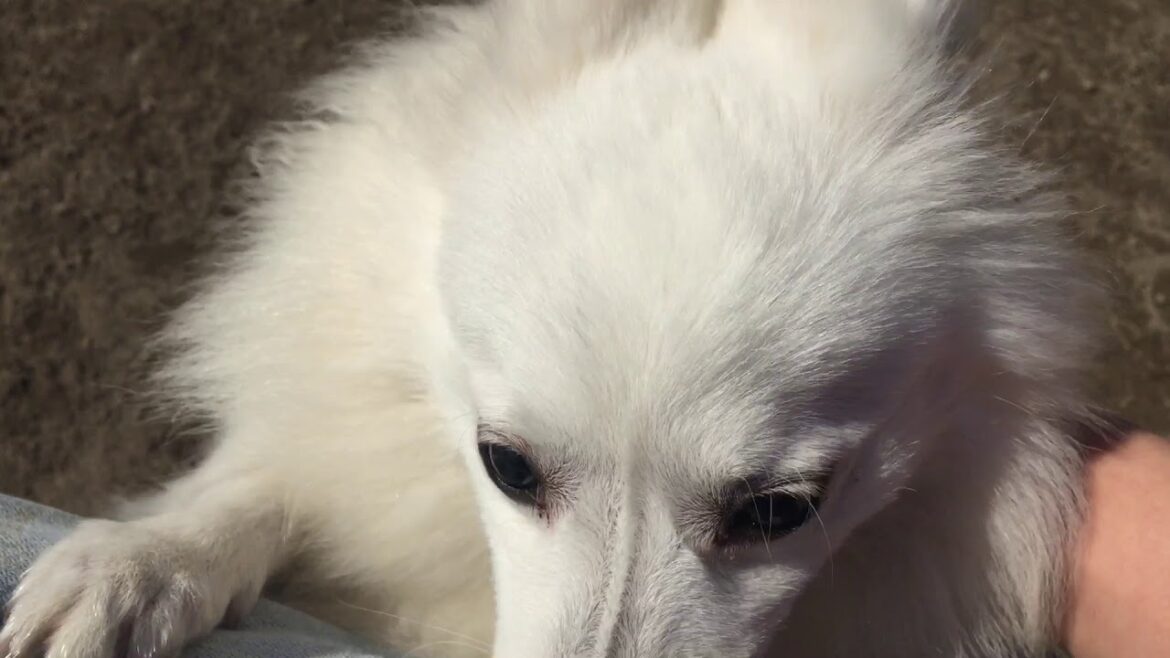 ＜明けましておめでとうございます！＞日本スピッツレモン🍋もふもふ犬japanesespitz