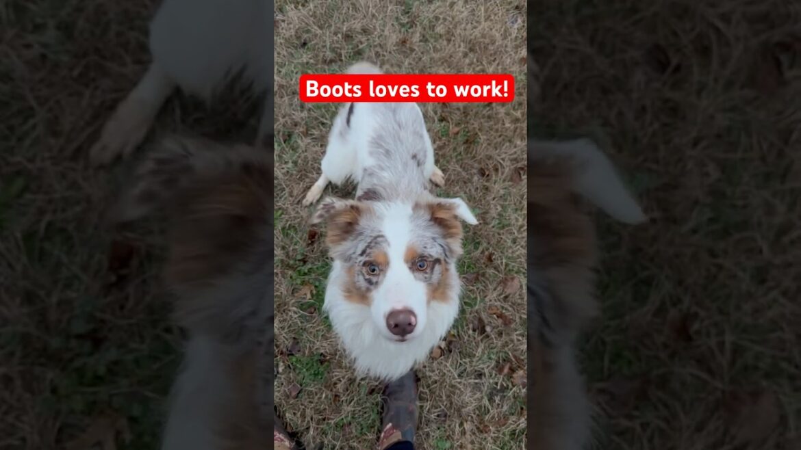 Australian Shepherd loves to work!