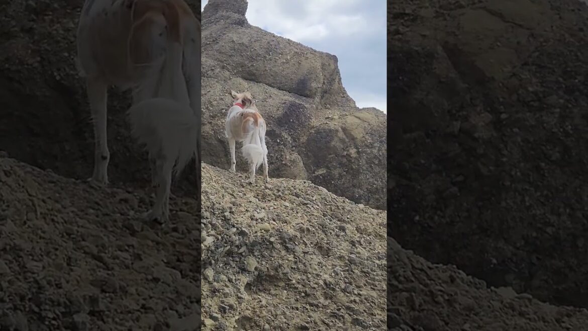 海辺をウロウロ