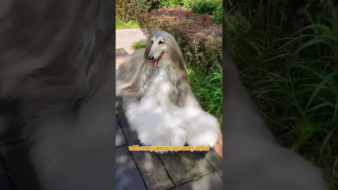 With every glance, and every stride,You fill my life with joy and pride. #petsong #cute #song #pet