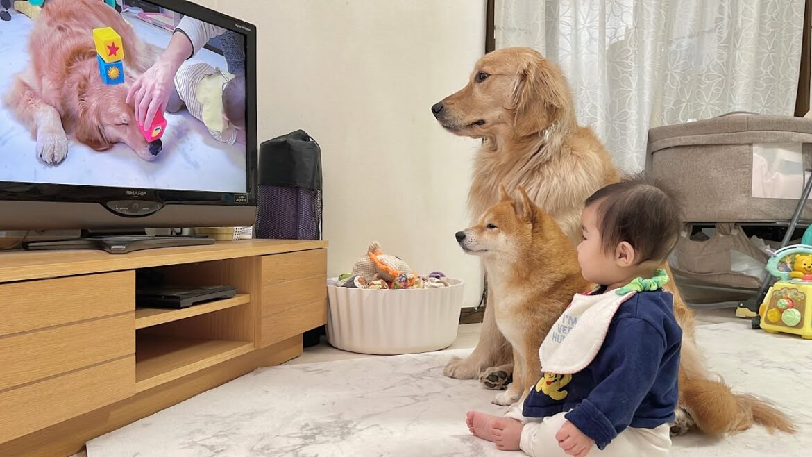 テレビを見て各々の反応を見せてくれる豆柴とゴールデンレトリバー達が可愛すぎました…