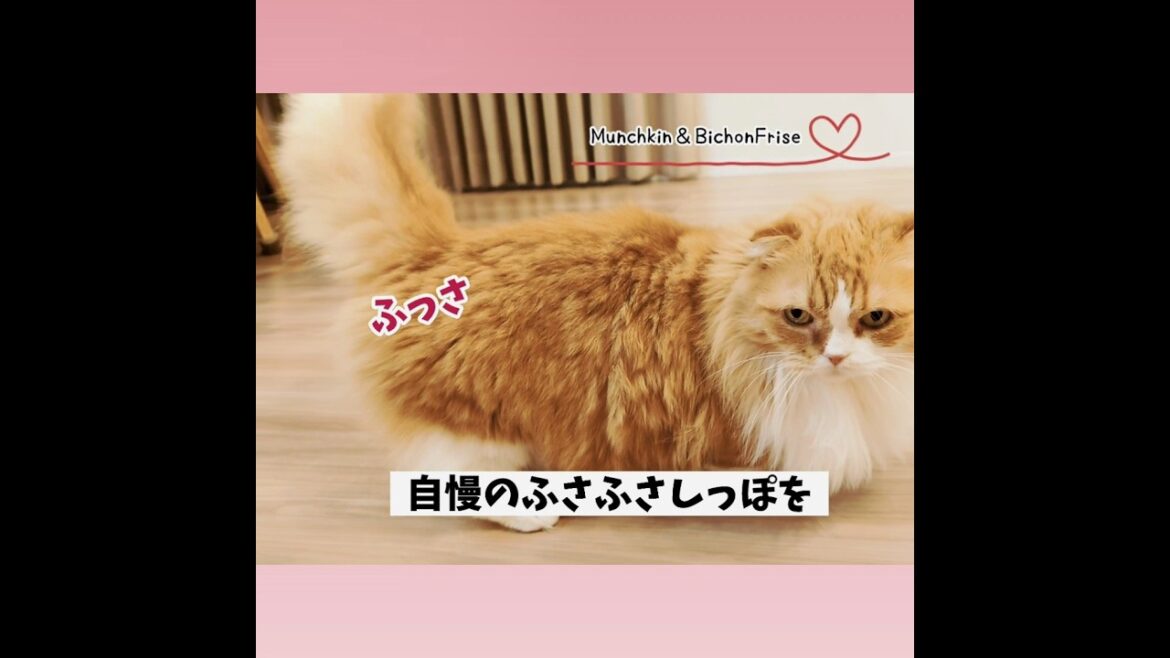 【マンチカン】ランウェイでしっぽをふさふささせる女王猫 【犬と猫、両方飼ってると毎日かわいい♥】