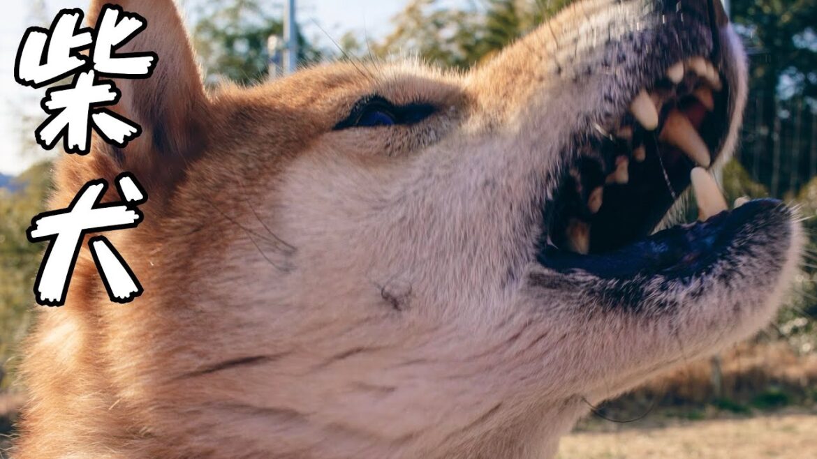 家族全員を噛んでしまった柴犬巧くんを激写した結果はこちらです