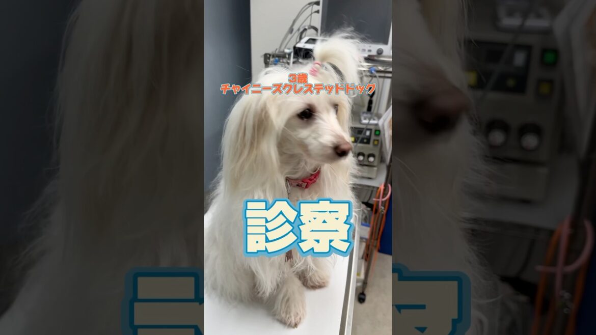 マスカット味のチョコレートを食べた3歳のチャイニーズクレステッドドッグが動物病院にやってきた！
