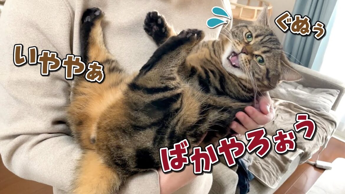 愛猫にキスしようとしたら不満と暴言が止まらなくなっちゃいました…