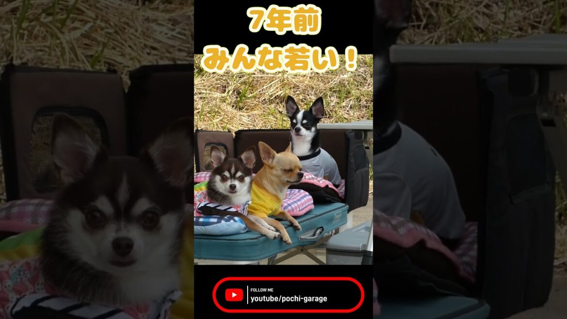 スムースコートチワワ 7年前、みんな若い！ #Shorts #dog