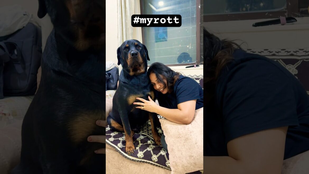 My Rott #doglover #rottwiller #pets #dogowner #petowner #cute #trending #pets #ytshorts #shorts #yt
