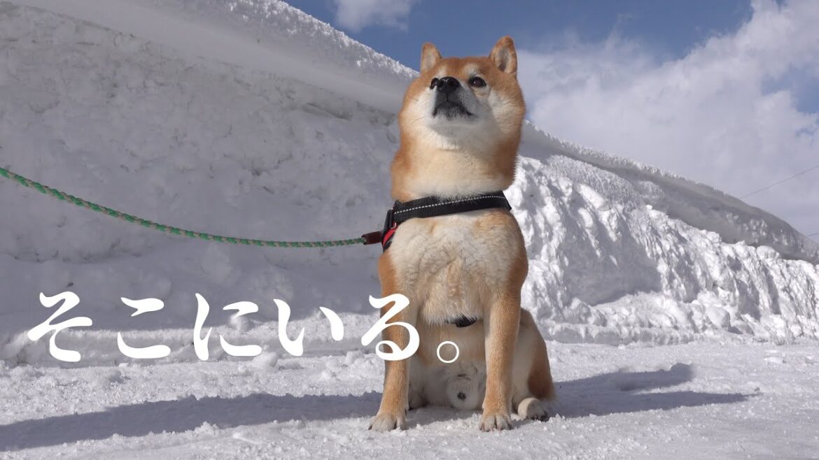 キジの家族に出会った柴犬‥直後、挙動不審に。