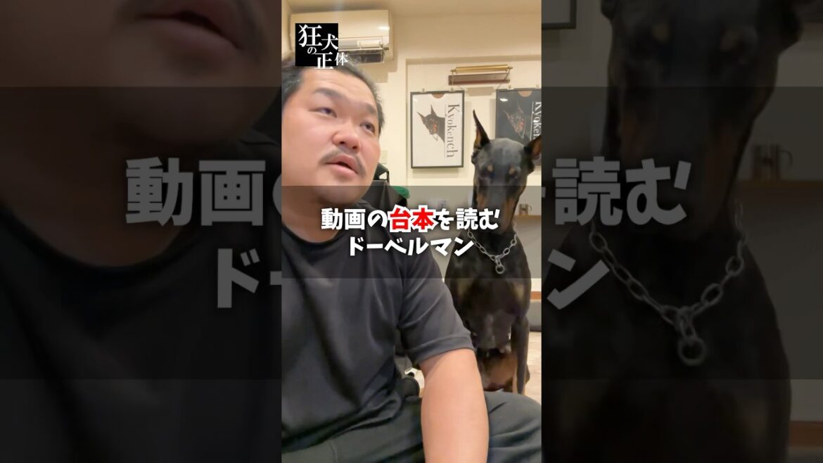 台本を読んでオチをキメるドーベルマン #大型犬 #ドーベルマン #オチ #台本