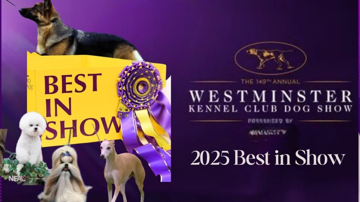 2025 Best in Show | Westminster Highlights & Best Moments
