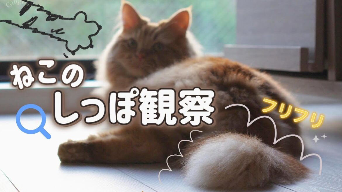 サイベリアンのしっぽ観察してみた!猫はどんな気持ち? サイベリアンのしっぽ観察してみた!猫はどんな気持ち?