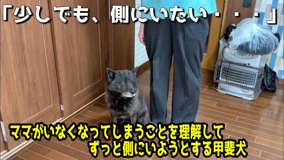 【少しでも、側にいたい】いなくなってしまうママに寄り添う甲斐犬が切ない