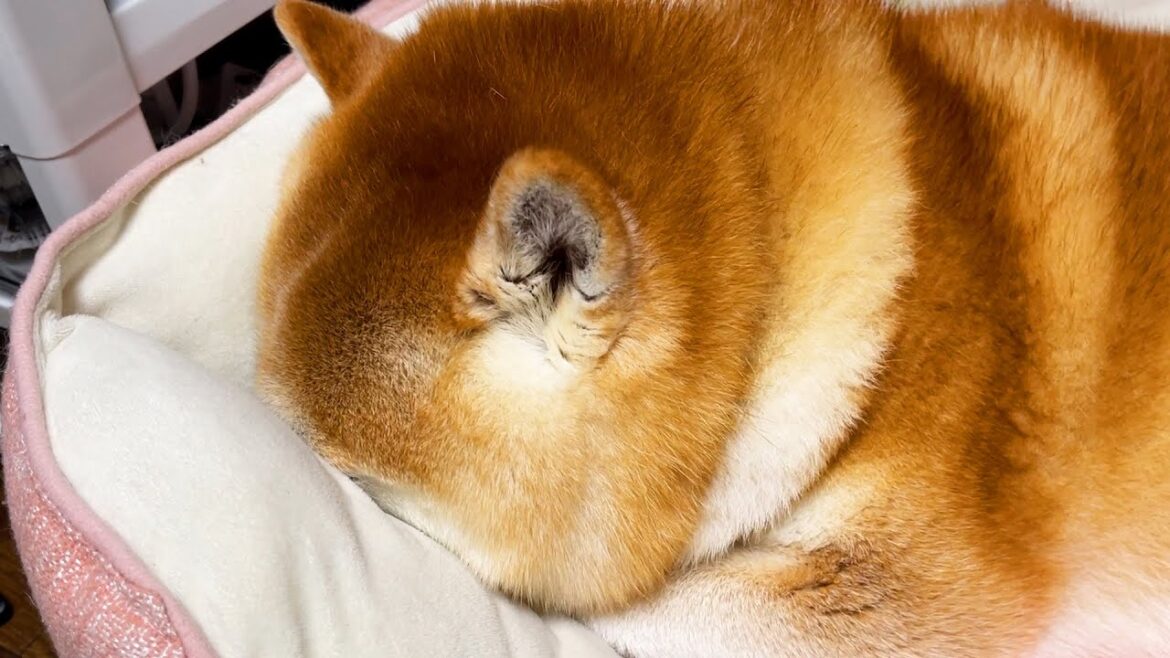 夢中になると、のめりこむのではなく、めりこむ柴犬