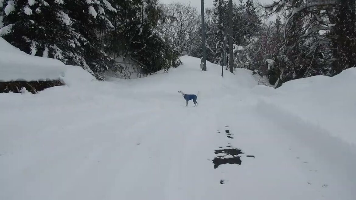 サルーキ　ぽぽ・喜八！行くのかーい🐾（Saluki）