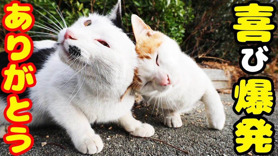 強烈寒波 空腹で鳴いてたボクシング猫にご飯を持っていくと・・・ さくらねこへの給餌 癒され野良猫動画 感動猫動画