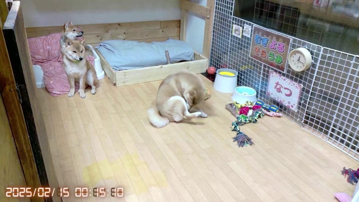 柴犬なつ！子育て生配信【生後158日】まだまだ目が離せない子犬たち！