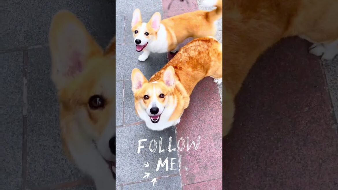 Fast & Fluffy: The Welsh Corgi Edition! Fast & Fluffy: The Welsh Corgi Edition!