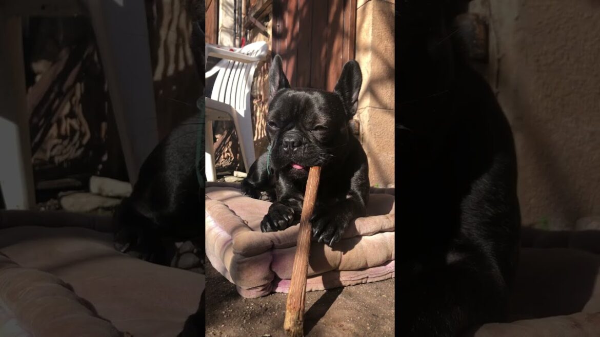 CLTM 29 Janvier ‎2025 #bouledoguefrançais #frenchbulldog #frenchie