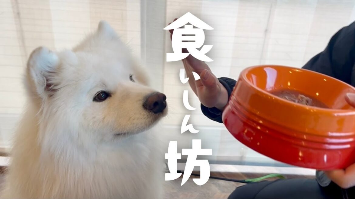 最近食いしん坊のサモエドに色々注文してあげたら瞬殺爆食でした…！