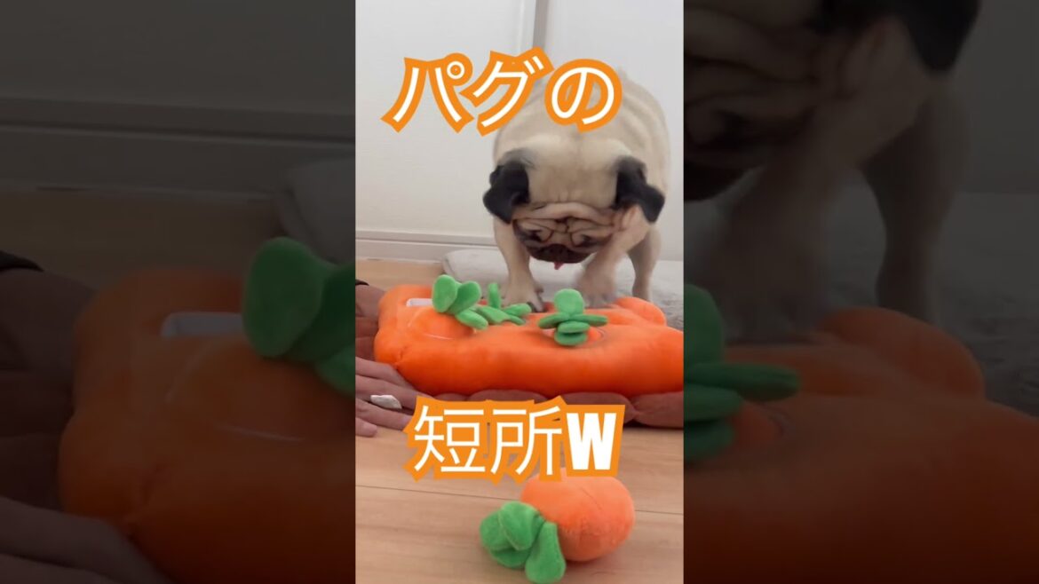 まさかパグの短所がこんなところで…#パグ #dog #pug #おもしろ #可愛い #愛犬