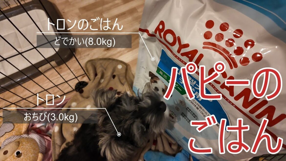 食べるぞトロン【ミニチュアシュナウザー】