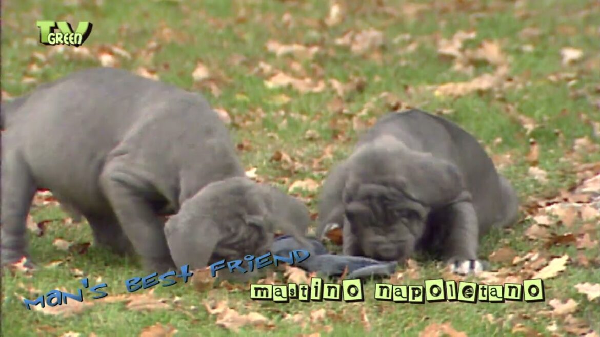 Puppy Love: Mastino Napoletano Puppies