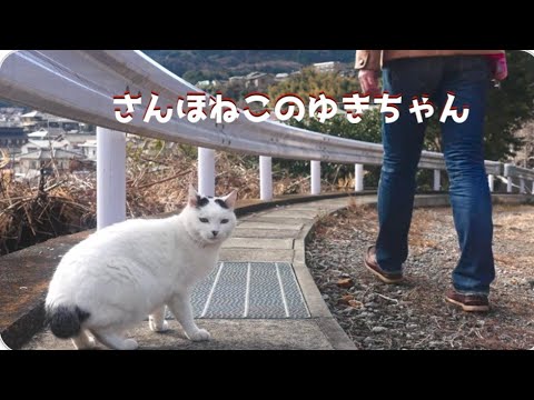 【さんぽねこのゆきちゃん】のんびりでゆるゆる│唯一無二な家猫の町さんぽ│筆先尻尾のジャパニーズ・ボブテイル│姫様みたいな麻呂眉化粧│凛とした立ち振る舞い所作は上品でエレガント│熱海│伊豆 【さんぽねこのゆきちゃん】のんびりでゆるゆる│唯一無二な家猫の町さんぽ│筆先尻尾のジャパニーズ・ボブテイル│姫様みたいな麻呂眉化粧│凛とした立ち振る舞い所作は上品でエレガント│熱海│伊豆