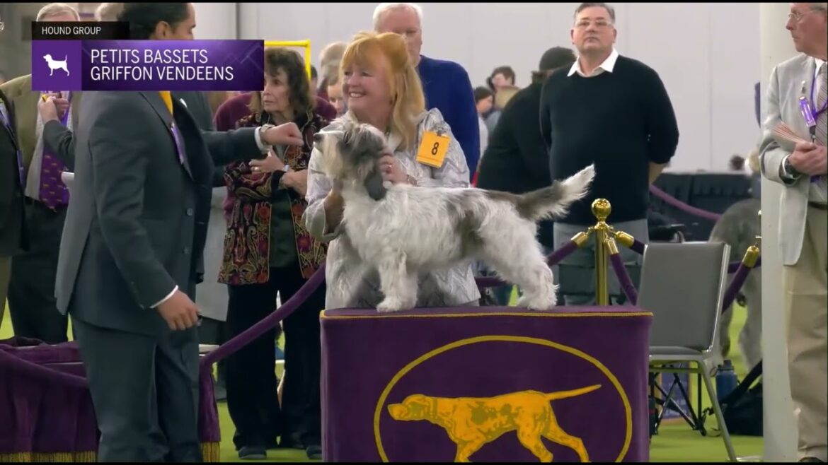 Petits Bassets Griffons Vendeens